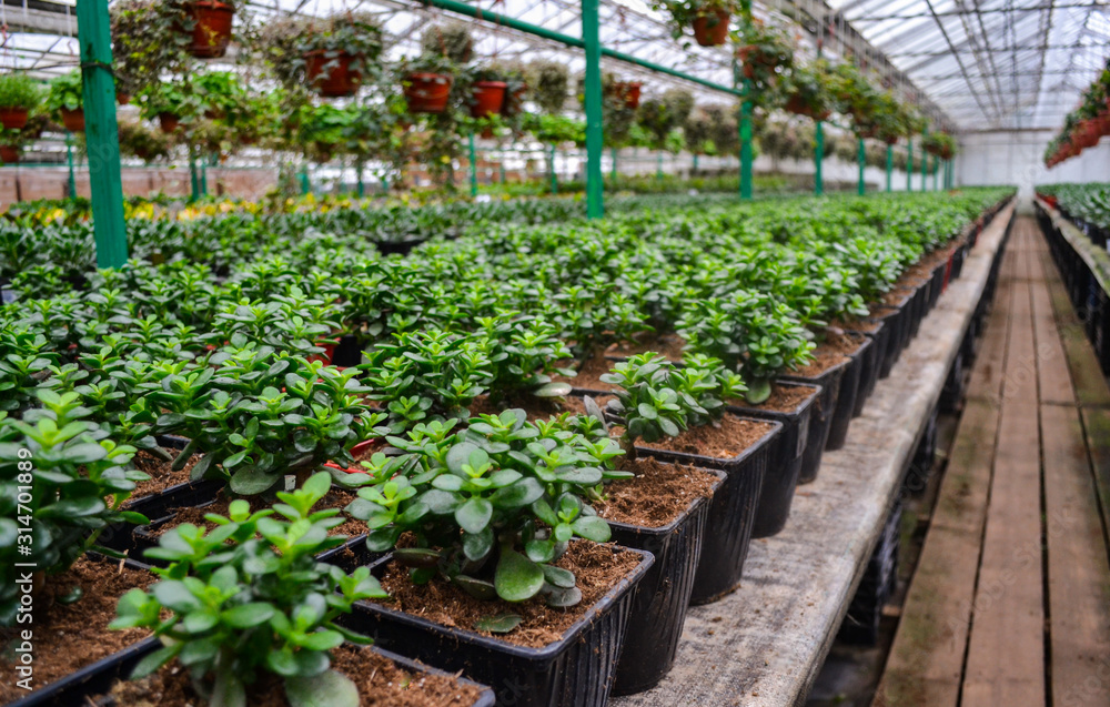 Many small green crassula plants, also known as the money tree, stand in rows in flower pots, against a blurred background of hanging plants. Grown in a greenhouse, for sale