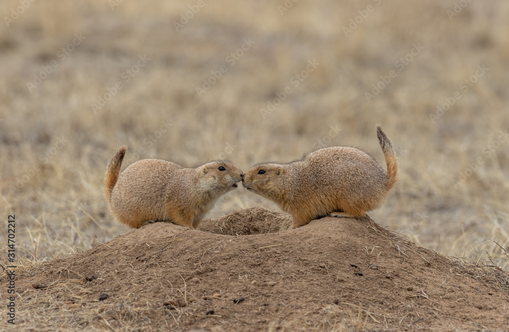 Obraz premium Pair of Prairie dogs Interacting at a Burrow