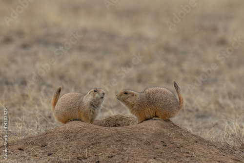 Schilderij op canvas Pair of Prairie dogs Interacting at a Burrow