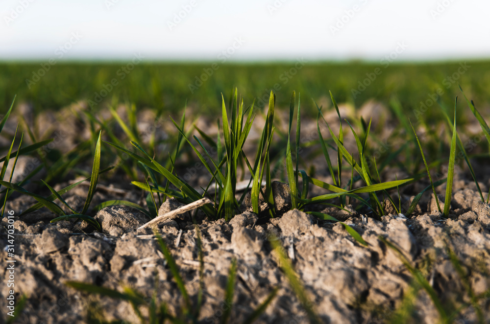 Young wheat seedlings growing on a field in autumn. Young green wheat growing in soil. Agricultural proces. Close up on sprouting rye agriculture on a field sunny day with blue sky. Sprouts of rye. Young wheat seedlings growing on a field in autumn. Young green wheat growing in soil. Agricultural proces. Close up on sprouting rye agriculture on a field sunny day with blue sky. Sprouts of rye.