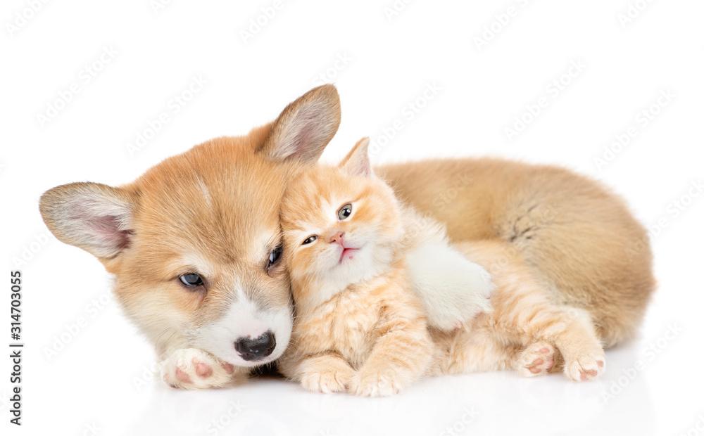 Pembroke welsh corgi puppy hugs cute tiny kitten. isolated on white background Pembroke welsh corgi puppy hugs cute tiny kitten. isolated on white background