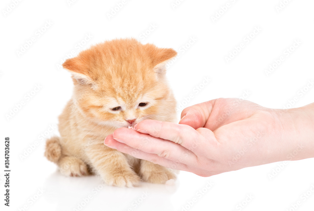 Woman feeds ginger kitten from her hand. Isolated on white background Woman feeds ginger kitten from her hand. Isolated on white background
