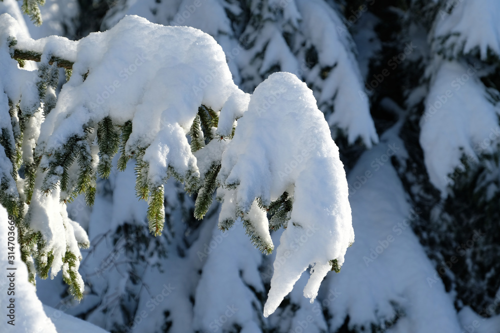 Close up front view of snow covered Christmas tree branches. Bright glittering e against sunlight. Coniferous tht. Coniferous trees and  fresh deep powder snow backroound.