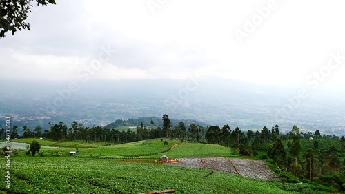 pine plantations are very tall with greenery at the foot of the cikuray mountain photo