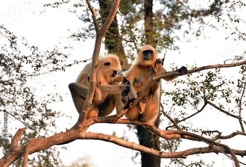 Matriarch Long tailed Monkey on guard duty photo