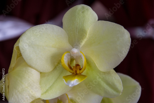 Close-up of beautiful white orchid flower, phalaenopsis plant, flora