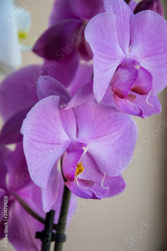 Fototapeta Naklejka Na Ścianę i Meble -  Close-up of beautiful purple orchid flower, colorful phalaenopsis plant, flora