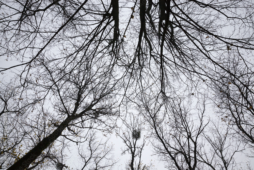 different deciduous trees different deciduous trees