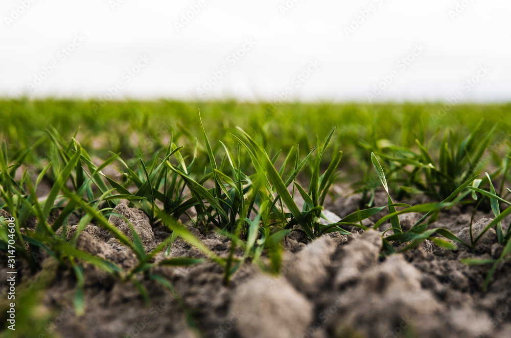 Young wheat seedlings growing on a field in autumn. Young green wheat growing in soil. Agricultural proces. Close up on sprouting rye agriculture on a field sunny day with blue sky. Sprouts of rye.