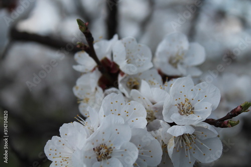 White apricot blossom