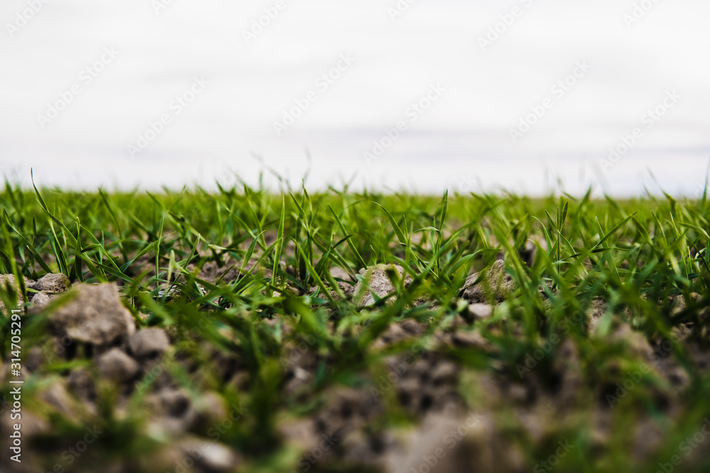 Young wheat seedlings growing on a field in autumn. Young green wheat growing in soil. Agricultural proces. Close up on sprouting rye agriculture on a field sunny day with blue sky. Sprouts of rye. Young wheat seedlings growing on a field in autumn. Young green wheat growing in soil. Agricultural proces. Close up on sprouting rye agriculture on a field sunny day with blue sky. Sprouts of rye.