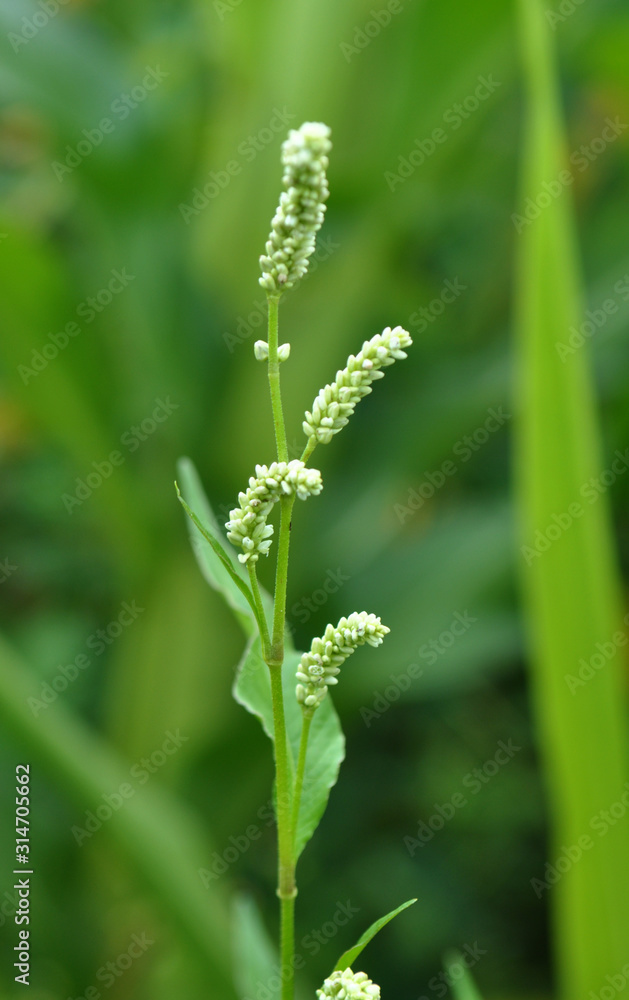 Weed Persicaria lapathifolia grows in the open ground Weed Persicaria lapathifolia grows in the open ground