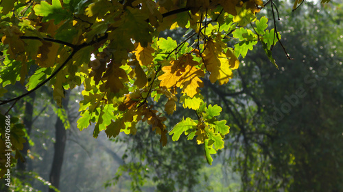 oak branch with yellow leaves on a background of green trees in the park of Dnipro city, Ukraine