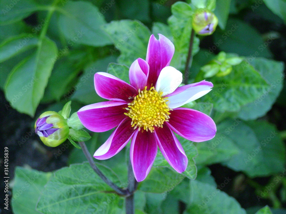 Fototapeta premium purple flower in the garden