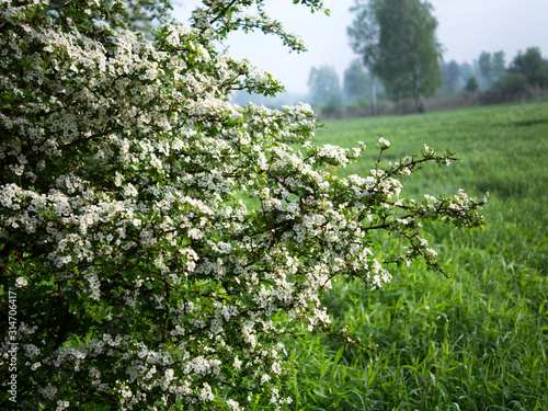 Krzewy głogu zakwitają w pełni wiosny i są jednym zwielu dzikorosnących roślin leczniczych