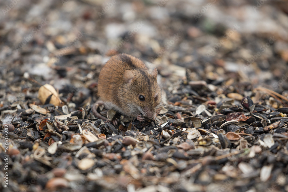 House Mouse (Mus domesticus). gray mouse in nature