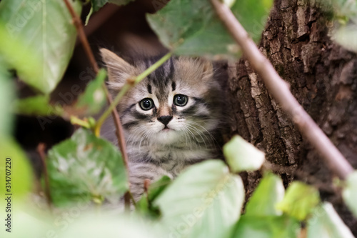 Unhappy, homeless kitten with sad eyes. © antonina