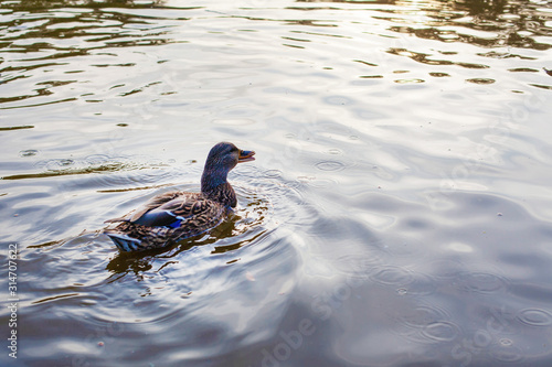 A young duck with beautiful wings floats on the water surface of a lake, pond or river. Poultry or wildlife close up view