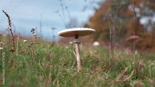 Wild parasol mushroom on a meadow. Slow motion POV pedestal camera movement. Shot on a gimbal. photo