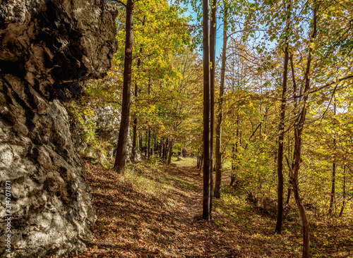 Forest near Mount Birow in Podzamcze, Krakow-Czestochowa Upland or Polish Jurassic Highland, Silesian Voivodeship, Poland photo