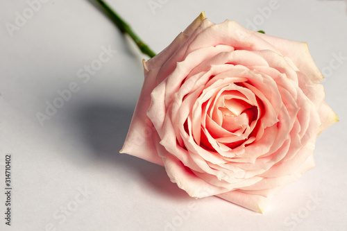 Pink rose flower isolated on white background. Arty  bright soft pink color rose bloom. Studio shot