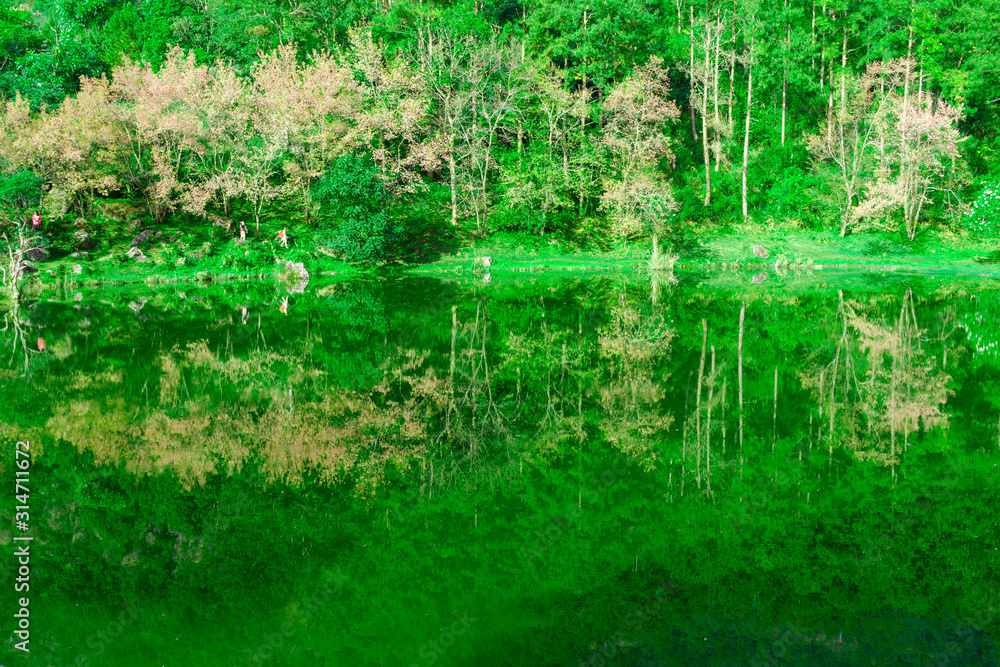 pond in the garden