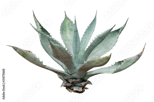 Agave plant isolated on white background. clipping path. Agave p