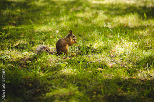 squirrel in park © lekki