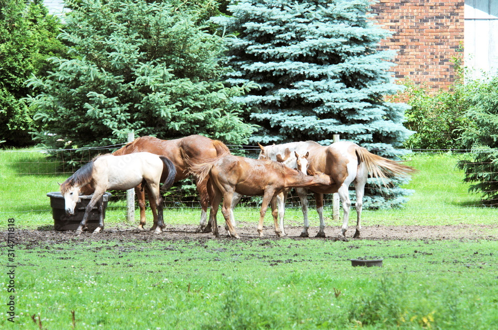 Five Horses by Evergreens Five Horses by Evergreens