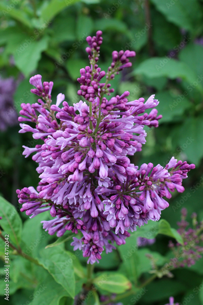 Obraz premium Lilac