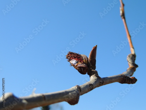 open bud on a branch against a blue sky