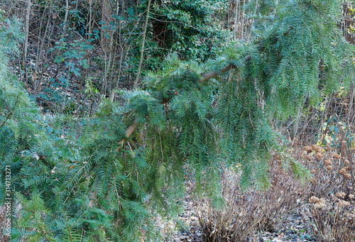 Torreya californica ou Muscadier de Californie, un arbre ornemental de forme élancée, remarquable, rameaux pendant aux fines feuilles odorantes vert jaunâtre à deux bandes blanches en dessous photo