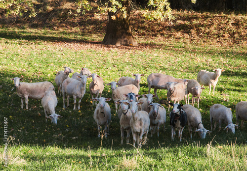 Schwarzes Zeug - Dornbirner Ried - Naturlandschaft 