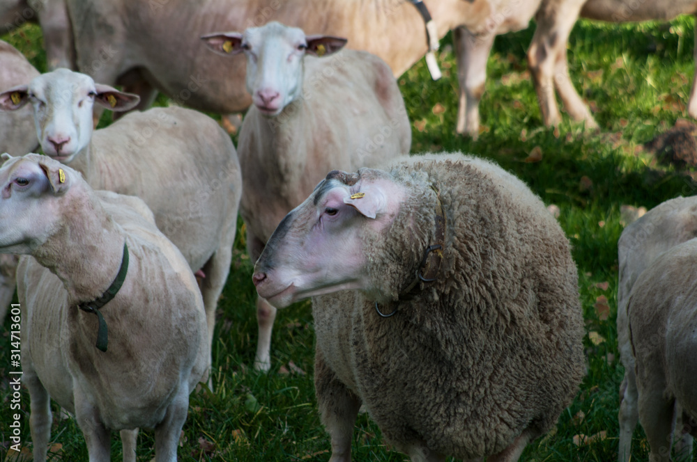 Obraz premium Schwarzes Zeug - Dornbirner Ried - Naturlandschaft 