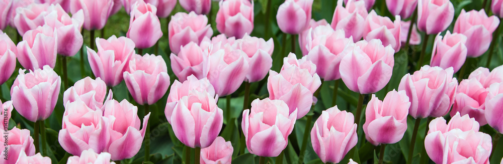 banner background with beautiful pink tulips banner background with beautiful pink tulips