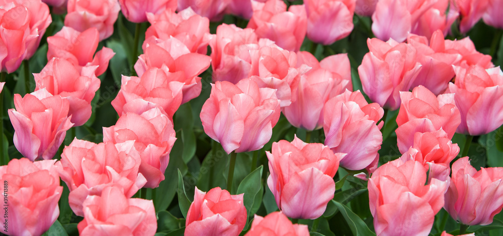 Field of tulips in the spring. Tulip field Panorama