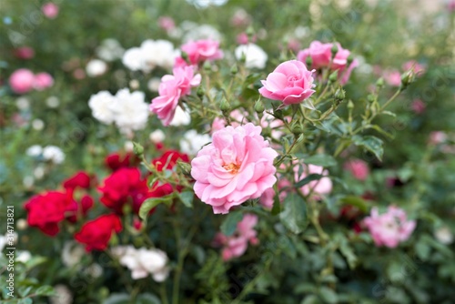  blooming roses in the park