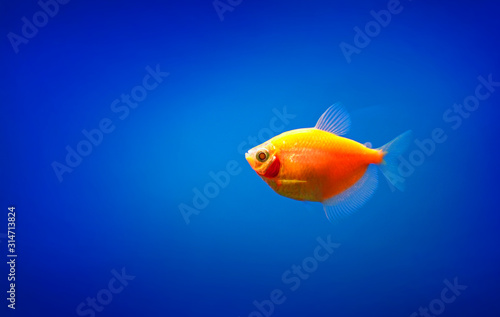 Fototapeta Naklejka Na Ścianę i Meble -  One yellow fish in aquarium water. Copy space.
