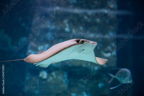 Tahitian stingray (Himantura fai) swims in a large aquarium photo