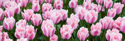 banner background with beautiful pink tulips