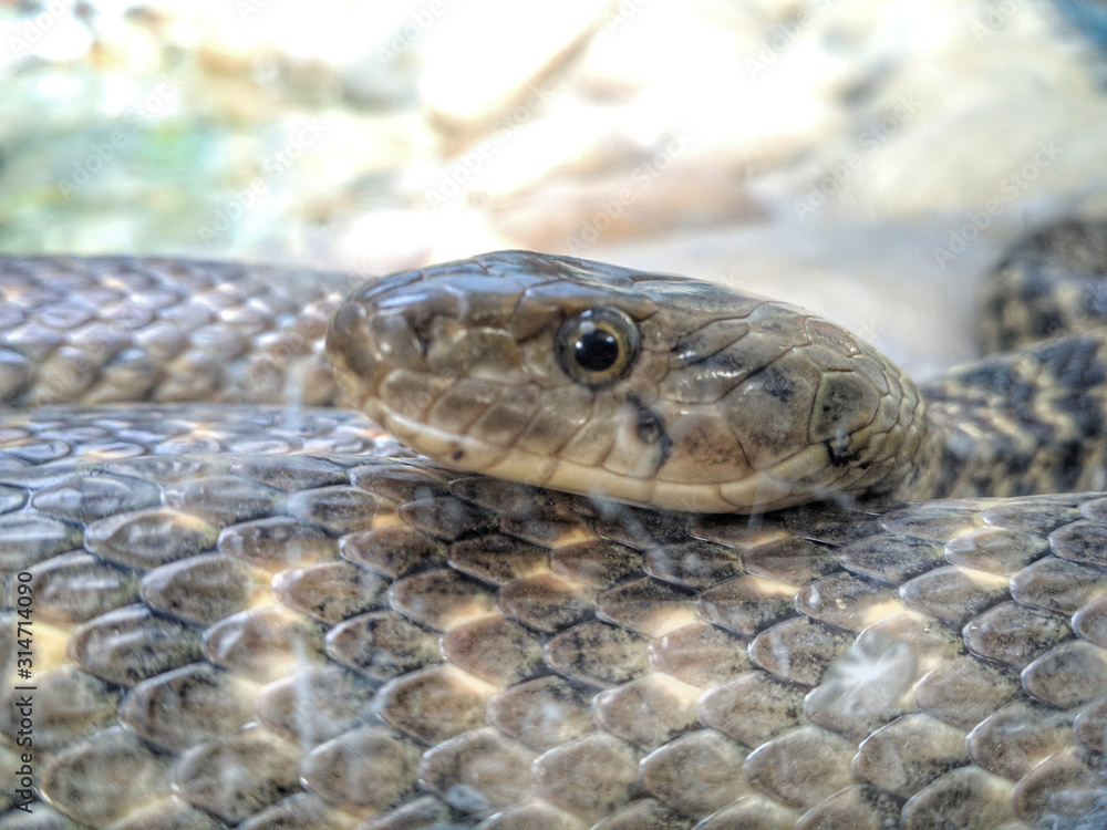 snake snake
