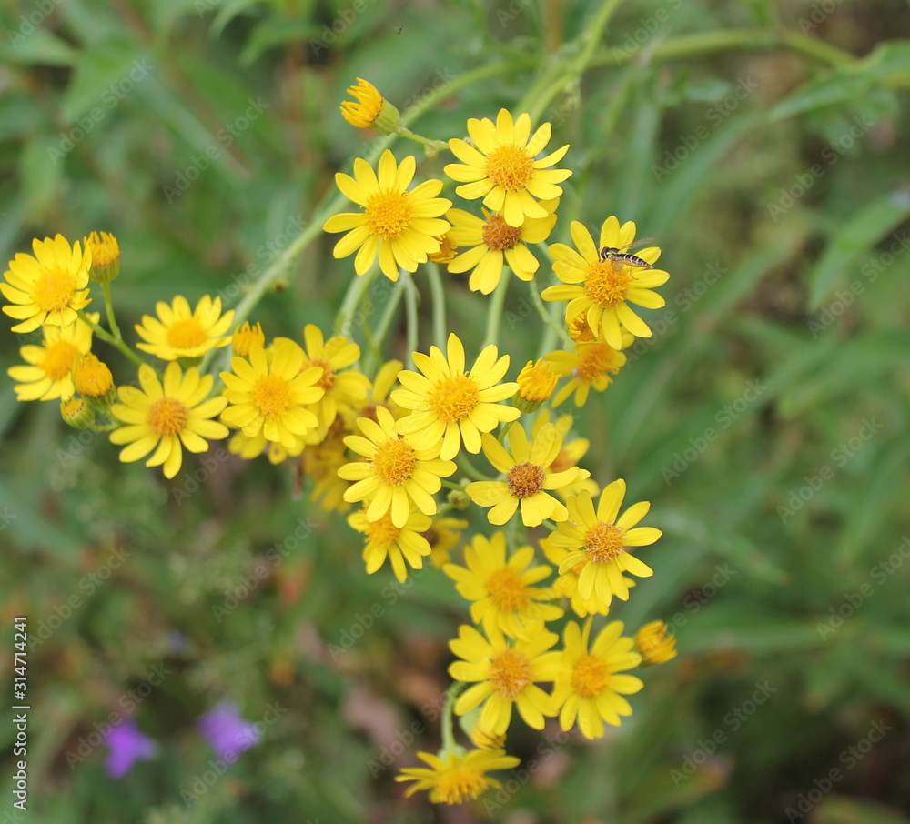 Many small yellow meadow flowers on a summer field Many small yellow meadow flowers on a summer field