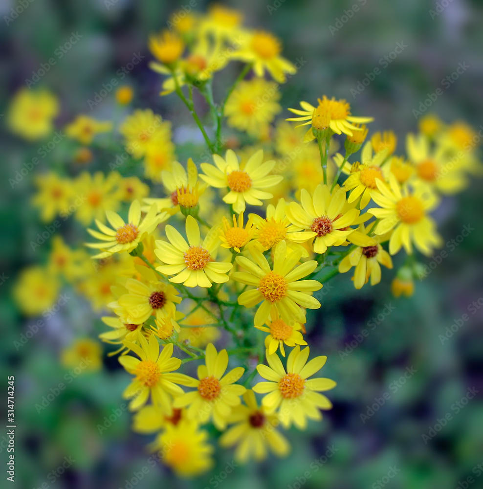 Many small yellow meadow flowers on a summer field Many small yellow meadow flowers on a summer field