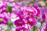 Beautiful purple orchid flower in garden with natural background, Select the focus and blurred background.