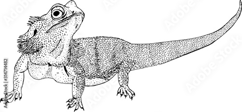 Bearded dragon or Pogona barbata lizard sketch style vector illustration