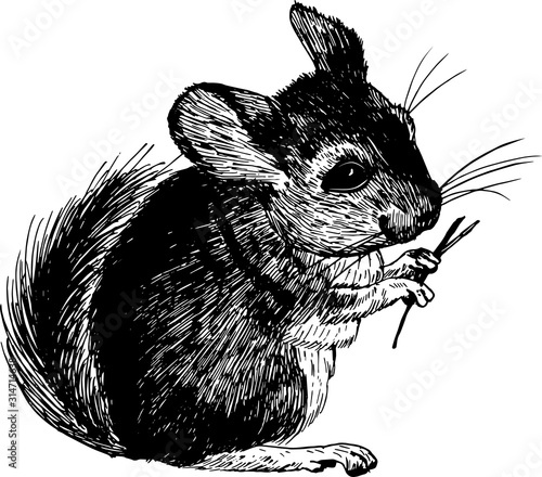 Chinchilla sketch style vector illustration. Old hand drawn engraving imitation.