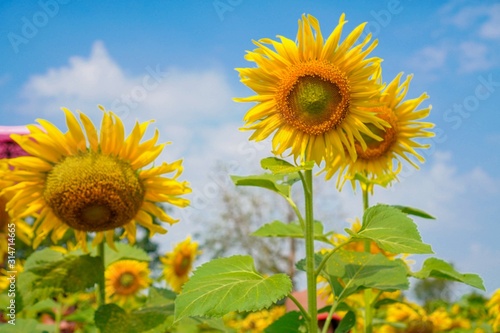 Big yellows sunflowers with blue sky. sunflower field blooming during sunny day. natural background.Close-up of beautiful flowers with blurred background.