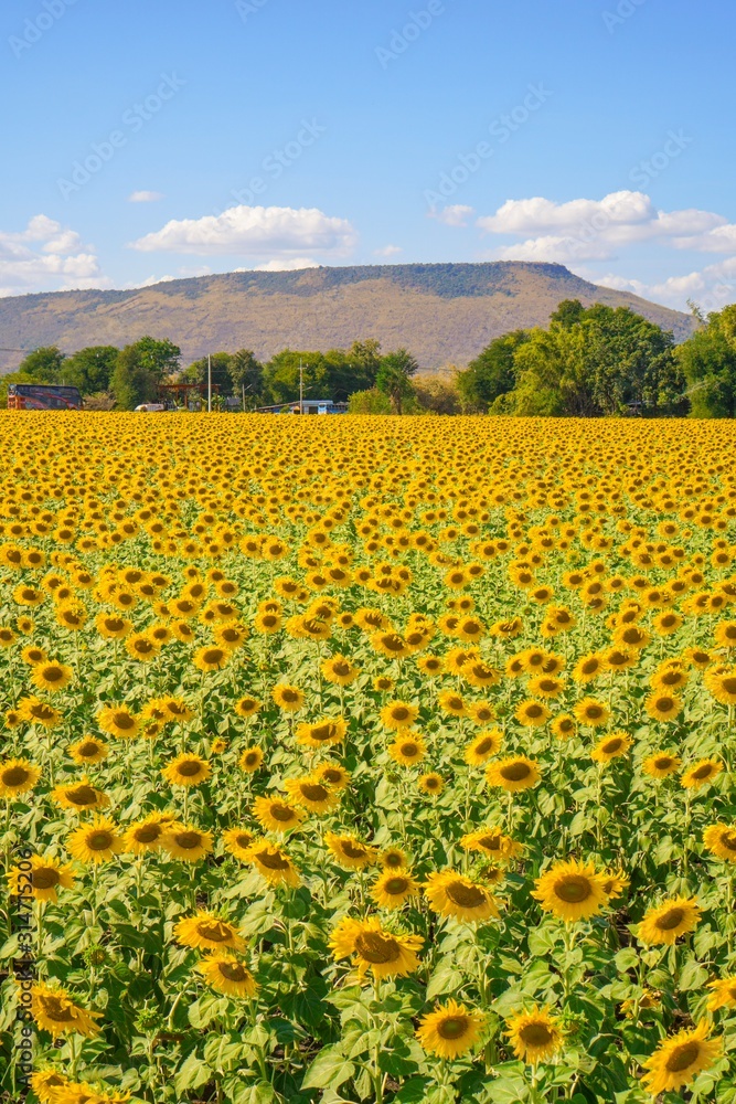 Fototapeta premium Big yellows sunflowers with blue sky. sunflower field blooming during sunny day. natural background.Close-up of beautiful flowers with blurred background.