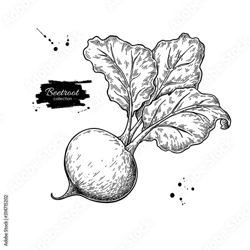 Beetroot vector drawing. Isolated hand drawn object. Vegetable engraved