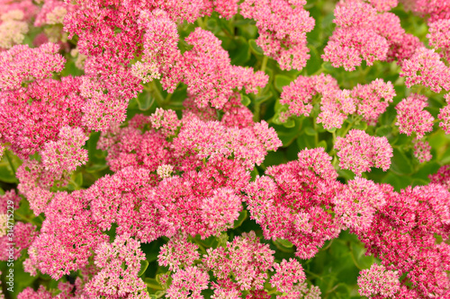 background of pink blooming flowers. Sedum telephium © Ksenia